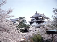 通常在每年的三月末四月初，樱花会盛开整座松山。