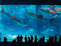 冲绳海洋博物会纪念公园，冲绳美丽海水族馆